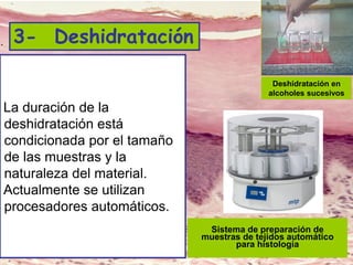 Lic. SUSI DAVOLIO- Cátedra
Histología- FM
La duración de la
deshidratación está
condicionada por el tamaño
de las muestras y la
naturaleza del material.
Actualmente se utilizan
procesadores automáticos.
Deshidratación en
alcoholes sucesivos
Sistema de preparación de
muestras de tejidos automático
para histología
3- Deshidratación
 