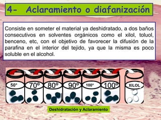 Lic. SUSI DAVOLIO- Cátedra
Histología- FM
Consiste en someter el material ya deshidratado, a dos baños
consecutivos en solventes orgánicos como el xilol, toluol,
benceno, etc, con el objetivo de favorecer la difusión de la
parafina en el interior del tejido, ya que la misma es poco
soluble en el alcohol.
4- Aclaramiento o diafanización
Deshidratación y Aclaramiento
 