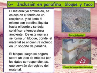 Lic. SUSI DAVOLIO- Cátedra
Histología- FM
6- Inclusión en parafina, bloque y taco
El material ya embebido, se
coloca en el fondo de un
recipiente, y se llena el
mismo con parafina líquida
hasta el borde y se deja
solidificar a temperatura
ambiente. De esta manera
se forma un bloque, donde el
material se encuentra incluido
en un soporte de parafina.
El bloque, luego se pegará
sobre un taco de madera con
los datos correspondientes,
que servirán de registro del
material.
Barras de Leuckart
Pegado del bloque al taco de madera
 