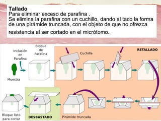Lic. SUSI DAVOLIO- Cátedra
Histología- FM
Tallado
Para eliminar exceso de parafina .
Se elimina la parafina con un cuchillo, dando al taco la forma
de una pirámide truncada, con el objeto de que no ofrezca
resistencia al ser cortado en el micrótomo.
 