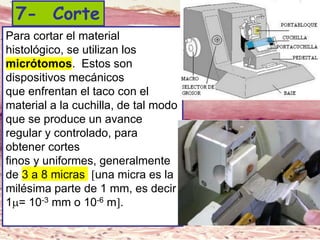 Lic. SUSI DAVOLIO- Cátedra
Histología- FM
7- Corte
Para cortar el material
histológico, se utilizan los
micrótomos. Estos son
dispositivos mecánicos
que enfrentan el taco con el
material a la cuchilla, de tal modo
que se produce un avance
regular y controlado, para
obtener cortes
finos y uniformes, generalmente
de 3 a 8 micras una micra es la
milésima parte de 1 mm, es decir
1= 10-3 mm o 10-6 m.
 
