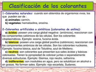 Lic. SUSI DAVOLIO- Cátedra
Histología- FM
1-Colorantes naturales: cuando son obtenidos de organismos vivos, los
que pueden ser de :
a) animales: carmín.
b) vegetales: hematoxilina, orceína.
2-Colorantes artificiales o sintéticos (colorantes de anilina):
a) ácidos: poseen una carga global negativa (aniónicos), reaccionan con
los componentes catiónicos de las células. Son los colorantes
citoplasmáticos. Ejemplo: eosina, fucsina ácida.
b) básicos: poseen una carga global positiva (catiónicos), reaccionan con
los componentes aniónicos de las células. Son los colorantes nucleares.
Ejemplo: fucsina básica, azul de Toluidina, azul de Metileno.
c) neutros: son colorantes que presentan sus sales ácidas y básicas
coloreadas. Tienen la ppropiedad de colorear juntas o separadamente
diversas estructuras. Ejemplo: Giemsa, rojo neutro, safranina.
d) indiferentes: son insolubles en agua, pero se solubilizan en alcohol o
en grasas. No forman sales. Ejemplo: rojo escarlata, Sudanes.
Clasificación de los colorantes
 