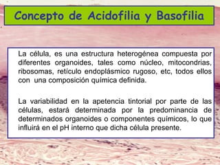 Lic. SUSI DAVOLIO- Cátedra
Histología- FM
Concepto de Acidofilia y Basofilia
La célula, es una estructura heterogénea compuesta por
diferentes organoides, tales como núcleo, mitocondrias,
ribosomas, retículo endoplásmico rugoso, etc, todos ellos
con una composición química definida.
La variabilidad en la apetencia tintorial por parte de las
células, estará determinada por la predominancia de
determinados organoides o componentes químicos, lo que
influirá en el pH interno que dicha célula presente.
 