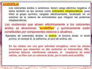 Lic. SUSI DAVOLIO- Cátedra
Histología- FM
ACIDOFILIA
Los colorantes ácidos o aniónicos, tienen carga eléctrica negativa. A
estos también se les conoce como colorantes citoplasmáticos, pues
tiñen al grupo químico, cargado eléctricamente, localizado en un
extremo de la cadena de aminoácidos que integran las proteínas
citoplasmáticas.
Las sustancias que atraen eléctricamente a los colorantes
ácidos se denominan “acidófilas” y químicamente están
constituidas por componentes básicos o alcalinos .
Ejemplos de colorantes ácidos: la eosina, la fucsina ácida, el ácido
pícrico, el naranja G, la safranina, el azul de anilina, etc.
En las células con una gran actividad energética, como las células
musculares que presentan un alto contenido en mitocondrias, REL,
proteínas básicas, membranas celulares, el citoplasma de estas
células, se tiñen con un colorante ácido, por lo tanto será acidófilo.
 