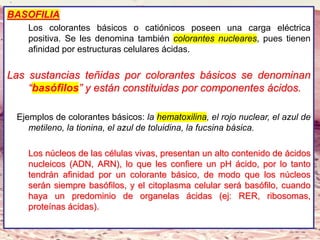 Lic. SUSI DAVOLIO- Cátedra
Histología- FM
BASOFILIA
Los colorantes básicos o catiónicos poseen una carga eléctrica
positiva. Se les denomina también colorantes nucleares, pues tienen
afinidad por estructuras celulares ácidas.
Las sustancias teñidas por colorantes básicos se denominan
“basófilos” y están constituidas por componentes ácidos.
Ejemplos de colorantes básicos: la hematoxilina, el rojo nuclear, el azul de
metileno, la tionina, el azul de toluidina, la fucsina básica.
Los núcleos de las células vivas, presentan un alto contenido de ácidos
nucleicos (ADN, ARN), lo que les confiere un pH ácido, por lo tanto
tendrán afinidad por un colorante básico, de modo que los núcleos
serán siempre basófilos, y el citoplasma celular será basófilo, cuando
haya un predominio de organelas ácidas (ej: RER, ribosomas,
proteínas ácidas).
 