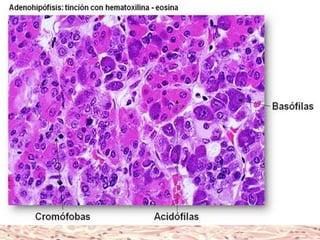 Lic. SUSI DAVOLIO- Cátedra
Histología- FM
 