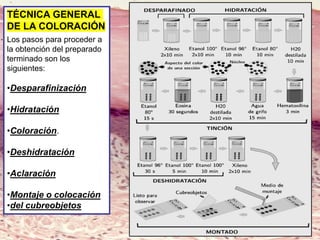 Lic. SUSI DAVOLIO- Cátedra
Histología- FM
TÉCNICA GENERAL
DE LA COLORACIÓN
Los pasos para proceder a
la obtención del preparado
terminado son los
siguientes:
•Desparafinización
•Hidratación
•Coloración.
•Deshidratación
•Aclaración
•Montaje o colocación
•del cubreobjetos
 
