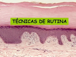 Lic. SUSI DAVOLIO- Cátedra
Histología- FM
TÉCNICAS DE RUTINA
 
