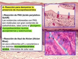 A- Reacción para demostrar la
presencia de mucopolisacáridos
➢Reacción de PAS (ácido peryódico-
Schiff):
Las sustancias coloreadas con PAS,
son moléculas con gran contenido de
carbohidratos, tales como el glucógeno,
mucopolisacáridos neutros,
glucoproteínas y sialomucinas.
➢Reacción de Azul de Alcian (Alcian
Blue):
se usa a diferentes pH y caracteriza a
los distintos mucopolisacáridos
ácidos, tiñéndolos de color azul.
 