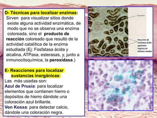 D- Técnicas para localizar enzimas:
Sirven para visualizar sitios donde
existe alguna actividad enzimática, de
modo que no se observa una enzima
coloreada, sino el producto de
reacción coloreado que resultó de la
actividad catalítica de la enzima
estudiada (Ej: Fosfatasa ácida y
alcalina, ATPasa, esterasas, y, junto a
inmunocitoquímica, la peroxidasa.)
E- Reacciones para localizar
sustancias inorgánicas:
Las más usadas son:
Azul de Prusia: para localizar
elementos que contienen hierro o
depósitos de hierro dándole una
coloración azul brillante.
Von Kossa: para detectar calcio,
dándole una coloración negra.
 