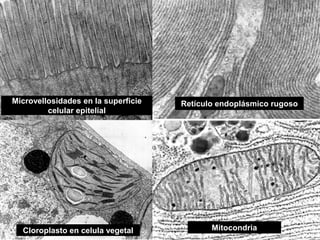 Microvellosidades en la superficie
celular epitelial
Retículo endoplásmico rugoso
Cloroplasto en celula vegetal Mitocondria
 