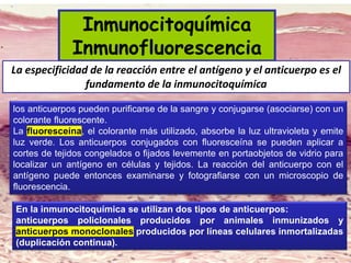 Inmunocitoquímica
Inmunofluorescencia
La especificidad de la reacción entre el antígeno y el anticuerpo es el
fundamento de la inmunocitoquímica
los anticuerpos pueden purificarse de la sangre y conjugarse (asociarse) con un
colorante fluorescente.
La fluoresceína, el colorante más utilizado, absorbe la luz ultravioleta y emite
luz verde. Los anticuerpos conjugados con fluoresceína se pueden aplicar a
cortes de tejidos congelados o fijados levemente en portaobjetos de vidrio para
localizar un antígeno en células y tejidos. La reacción del anticuerpo con el
antígeno puede entonces examinarse y fotografiarse con un microscopio de
fluorescencia.
En la inmunocitoquímica se utilizan dos tipos de anticuerpos:
anticuerpos policlonales producidos por animales inmunizados y
anticuerpos monoclonales producidos por líneas celulares inmortalizadas
(duplicación continua).
 