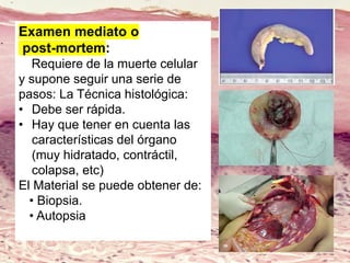Lic. SUSI DAVOLIO- Cátedra
Histología- FM
Examen mediato o
post-mortem:
Requiere de la muerte celular
y supone seguir una serie de
pasos: La Técnica histológica:
• Debe ser rápida.
• Hay que tener en cuenta las
características del órgano
(muy hidratado, contráctil,
colapsa, etc)
El Material se puede obtener de:
• Biopsia.
• Autopsia
 