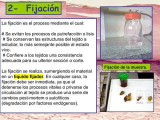 Lic. SUSI DAVOLIO- Cátedra
Histología- FM
2- Fijación
La fijación es el proceso mediante el cual:
# Se evitan los procesos de putrefacción o lisis
# Se conservan las estructuras del tejido a
estudiar, lo más semejante posible al estado
vivo.
# Confiere a los tejidos una consistencia
adecuada para su ulterior sección o corte.
La fijación se realiza, sumergiendo el material
en un líquido fijador. En cualquier caso, la
fijación debe ser inmediata, ya que al
detenerse los procesos vitales o privarse de
circulación al tejido se produce una serie de
cambios post-mortem o autolíticos
(degradación por factores endógenos).
Fijación de la muestra.
 
