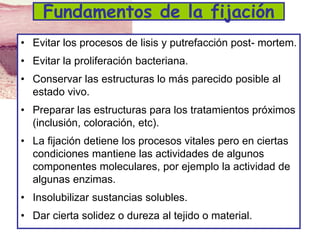Fundamentos de la fijación
• Evitar los procesos de lisis y putrefacción post- mortem.
• Evitar la proliferación bacteriana.
• Conservar las estructuras lo más parecido posible al
estado vivo.
• Preparar las estructuras para los tratamientos próximos
(inclusión, coloración, etc).
• La fijación detiene los procesos vitales pero en ciertas
condiciones mantiene las actividades de algunos
componentes moleculares, por ejemplo la actividad de
algunas enzimas.
• Insolubilizar sustancias solubles.
• Dar cierta solidez o dureza al tejido o material.
 