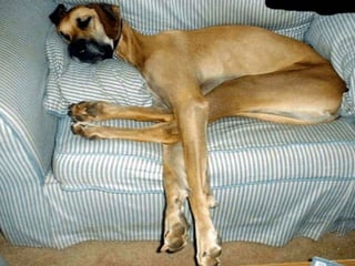 Tecnicas histologicas