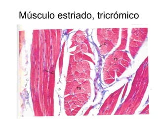 Músculo estriado, tricrómico 
 