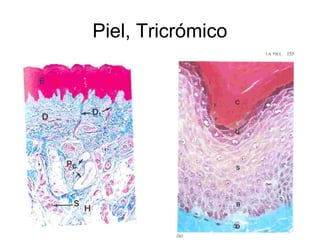 Piel, Tricrómico 
 