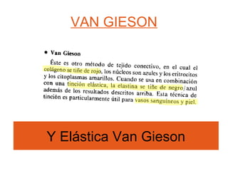 VAN GIESON 
Y Elástica Van Gieson 
 
