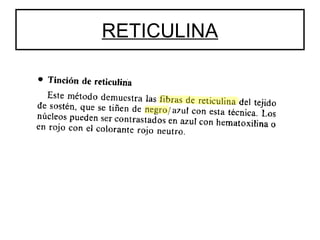 RETICULINA 
 