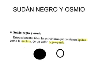 SUDÁN NEGRO Y OSMIO 
 