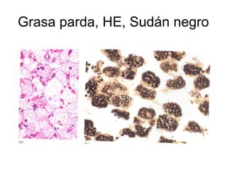 Grasa parda, HE, Sudán negro 
 