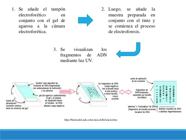 sds gel electrophoresis