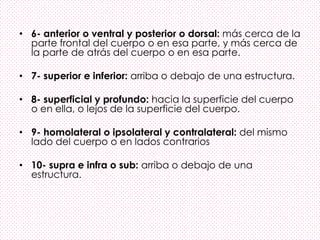 • 6- anterior o ventral y posterior o dorsal: más cerca de la
parte frontal del cuerpo o en esa parte, y más cerca de
la parte de atrás del cuerpo o en esa parte.
• 7- superior e inferior: arriba o debajo de una estructura.
• 8- superficial y profundo: hacia la superficie del cuerpo
o en ella, o lejos de la superficie del cuerpo.
• 9- homolateral o ipsolateral y contralateral: del mismo
lado del cuerpo o en lados contrarios
• 10- supra e infra o sub: arriba o debajo de una
estructura.
 