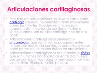 Articulaciones cartilaginosas
• Este tipo de articulaciones se lleva a cabo entre
cartílago y hueso, no permiten tanto movimiento
como las móviles. Pueden ser sincondrosis
cuando están hechas de cartílago hialino o
sínfisis cuando son de fibrocartílago, son de dos
tipos:
• Articulaciones cartilaginosas primarias o
sincondrosis, que son uniones pasajeras entre
huesos por medio de cartílagos como las uniones
entre partes de un mismo hueso en crecimiento.
• Articulaciones cartilaginosas secundarias o sínfisis,
que son uniones cartilaginosas entre dos huesos
por un cartílago muy robusto muy poco movibles
y definitivas. Ejemplo: sínfisis púbica.
 