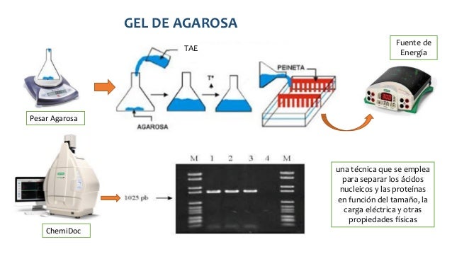 Tecnicas moleculares brasil