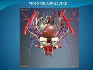 VÍDEO NEUROVASCULAR