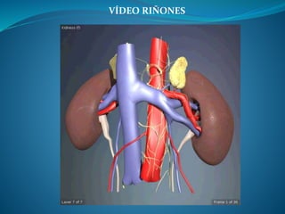VÍDEO RIÑONES