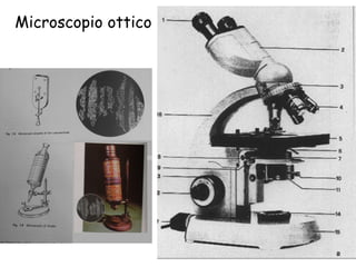 Microscopio ottico 