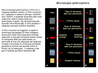 Microscopio polarizzatore Sorgente luminosa 1°Filtro Nicols Piano di vibrazione  della luce polarizzata Campione  isotropo Campione  anisotropo 2°Filtro Nicols Piano di vibrazione  della luce polarizzata Piano di vibrazione  della luce polarizzata Nel microscopio polarizzatore i filtri e/o il campione possono ruotare. A filtri incrociati, se il campione in esame è isotropo, risulterà buio. Infatti, in qualsiasi direzione esso viene osservato  altera il piano della luce polarizzata, la quale  che sarà bloccata dal secondo filtro Nicols ( A ). A filtri paralleli il campione isotropo risulterà illuminato. A filtri incrociati se l’oggetto in esame è anisotropo (ad esempio le fibre collagene, alcuni parti della fibra muscolare striata), osservato in una data direzione altera il piano di vibrazione della luce polarizzata. Le particelle di luce che emergono dal campione  ruotano il loro piano di vibrazione risultando parallelo al reticolo del secondo filtro di Nicols, da cui emergono;  il campione o sue parti risultano pertanto illuminate ( B ).  A B buio 