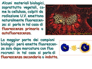 Alcuni  materiali biologici,  soprattutto  vegetali,  co- me la cellulosa, colpiti da  radiazione U.V. emettono  naturalmente fluorescen- za: si  parla in tal caso di  fluorescenza  primaria   o autofluorescenza . La  maggior  parte  dei  campioni  biologici  però emette fluorescen- za solo dopo marcatura con fluo rocromi:  in  tal  caso  si  parla di   fluorescenza secondaria   o  indotta . Sezione di fascio vascolare di Dicotiledone 