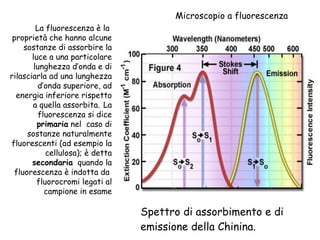 Spettro di assorbimento e di emissione della Chinina.  Microscopio a fluorescenza La fluorescenza è la  proprietà che hanno alcune sostanze di assorbire la luce a una particolare lunghezza d’onda e di rilasciarla ad una lunghezza d’onda superiore, ad energia inferiore rispetto a quella assorbita.   La fluorescenza si dice  primaria  nel  caso di sostanze naturalmente fluorescenti (ad esempio la cellulosa); è detta  secondaria   quando la fluorescenza è indotta da  fluorocromi legati al campione in esame 