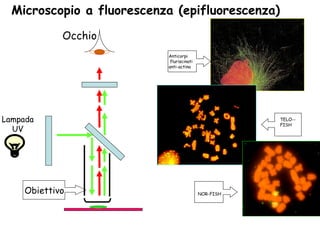 Microscopio a fluorescenza (epifluorescenza) Anticorpi fluriscinati anti-actina  NOR-FISH TELO--FISH Occhio Obiettivo Lampada UV 