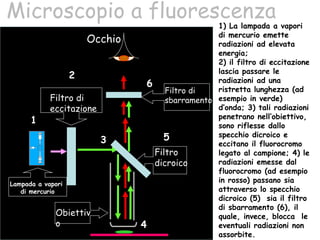 Microscopio a fluorescenza 1) La lampada a vapori di mercurio emette radiazioni ad elevata energia; 2) il filtro di eccitazione lascia passare le radiazioni ad una ristretta lunghezza (ad esempio in verde) d’onda; 3) tali radiazioni penetrano nell’obiettivo, sono riflesse dallo specchio dicroico e eccitano il fluorocromo legato al campione; 4) le radiazioni emesse dal fluorocromo (ad esempio in rosso) passano sia attraverso lo specchio dicroico (5)  sia il filtro di sbarramento (6), il quale, invece, blocca  le eventuali radiazioni non assorbite.  Filtro di eccitazione 2 Filtro  dicroico Obiettivo 3 4 Occhio Filtro di sbarramento 5 6 Lampada a vapori  di mercurio 1 