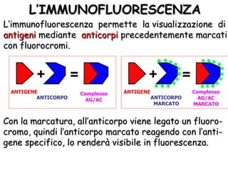 L’IMMUNOFLUORESCENZA L’immunofluorescenza  permette  la visualizzazione  di   antigeni   mediante   anticorpi   precedentemente marcati  con fluorocromi. Con la marcatura, all’anticorpo viene legato un fluoro- cromo, quindi l’anticorpo marcato reagendo con l’anti- gene specifico, lo renderà visibile in fluorescenza. ANTIGENE ANTICORPO Complesso AG/AC ANTIGENE ANTICORPO MARCATO Complesso AG/AC MARCATO 