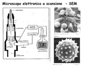 Microscopo elettronico a scansione  - SEM  