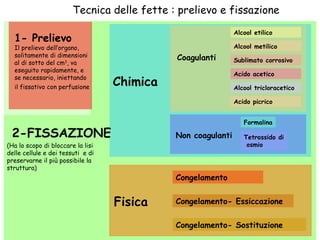 Tecnica delle fette : prelievo e fissazione Chimica Coagulanti 2-FISSAZIONE Fisica Congelamento- Sostituzione Congelamento- Essiccazione Congelamento Alcool etilico Alcool metilico Sublimato corrosivo Acido picrico Acido acetico Alcool tricloracetico Non coagulanti Formalina Tetrossido di osmio (Ha lo scopo di bloccare la lisi delle cellule e dei tessuti  e di preservarne il più possibile la struttura) 1- Prelievo Il prelievo dell’organo, solitamente di dimensioni al di sotto del cm 3 , va eseguito rapidamente, e se necessario, iniettando il fissativo con perfusione   