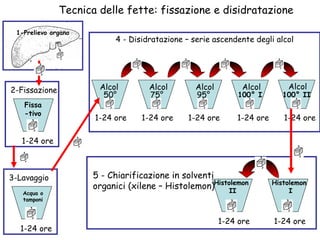 Tecnica delle fette: fissazione e disidratazione Fissa-tivo 1-24 ore 5 - Chiarificazione in solventi  organici (xilene – Histolemon) 2-Fissazione Histolemon  I 1-24 ore 1-24 ore 4 - Disidratazione – serie ascendente degli alcol 100° II 50° 75° 95° 100° I Alcol Alcol Alcol Alcol Alcol 1-24 ore 1-24 ore 1-24 ore 1-24 ore 1-24 ore Acqua o tamponi 1-24 ore 3-Lavaggio Histolemon  II 1-Prelievo organo 