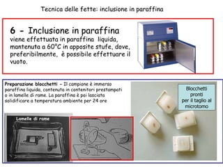 Tecnica delle fette: inclusione in paraffina 6 -  Inclusione in paraffina  viene effettuata in paraffina  liquida, mantenuta a 60°C in apposite stufe, dove, preferibilmente,  è possibile effettuare il vuoto. Blocchetti pronti per il taglio al microtomo Preparazione blocchetti -  Il campione è immerso paraffina liquida, contenuta in contenitori prestampati o in lamelle di rame. La paraffina è poi lasciata solidificare a temperatura ambiente per 24 ore  Lamelle di rame 