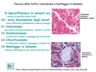Tecnica delle fette: colorazione e montaggio in balsamo 9-Sparaffinatura in solventi organici  - elimina la paraffina dalle fette  10- serie discendente degli alcool e idratazione  – viene effettuata gradualmente tramite passaggi in alcol a gradazione decrescente 11-Colorazione  –   può essere dicromica (emallume -eosina) o tricromica (ad esempio tricromica di Mallory) 12-Disidratazione  – si effettuta tramite il passaggio dei vetrini nella serie ascendente degli alcool. 13-Chiarificazione  – si effettuata tramite il passaggio in solventi organici 14-Monta g gio in balsamo  –   consiste nell’interporre una resine sintetiche tra vetrino porta- e coprioggetti)   Colorazione dicromica (Emallume eosina) Colorazione tricromica di Mallory http://www.scienzebiologiche.unina.it/Download/Esercitazioni_Odi_Angi_Gua.pdf 
