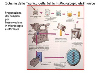 Schema della Tecnica delle fette in Microscopia elettronica Preparazione dei campioni per l’osservazione in microscopia elettronica 