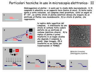 Particolari tecniche in uso in microscopia elettronica-  II Ombreggiatura al platino – è usato per lo studio delle macromolecole. 1) Il campione è adsorbito su un supporto liscio (lastra di mica). 2) Sotto vuoto spinto e sotto rotazione, sul campione viene proiettato, sotto un angolo di 5°-15°, un sottile strato di platino (elettron-denso) che evapora da un elettrodo al Platino reso incandescente. 3) Lo strato di platino, che rappresenta + ­ + ­ Pt C 1 2 3 4 5 6 la   replica   della superficie del campione,  è stabilizzato da uno strato di carbone fatto cadere dall’alto da un elettrodo di  carbone (elettron-chiaro).  4) la replica di platino è prima trasferita in un bagno alcalino che degrada il campione e, quindi, dopo lavaggio, (5) è trasferita su un retino per l’osservazione al TEM(6) Molecole di miosina  Ombreggiate al platino  