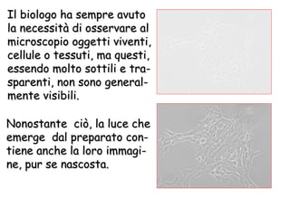 Il biologo ha sempre avuto  la necessità di osservare al  microscopio oggetti viventi,  cellule o tessuti, ma questi,  essendo molto sottili e tra- sparenti, non sono general- mente visibili. Nonostante  ciò, la luce che  emerge  dal preparato con- tiene anche la loro immagi- ne, pur se nascosta. 