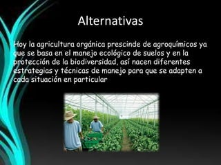 Alternativas 
Hoy la agricultura orgánica prescinde de agroquímicos ya 
que se basa en el manejo ecológico de suelos y en la 
protección de la biodiversidad, así nacen diferentes 
estrategias y técnicas de manejo para que se adapten a 
cada situación en particular 
 