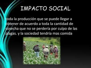 IMPACTO SOCIAL 
toda la producción que se puede llegar a 
obtener de acuerdo a toda la cantidad de 
cosecha que no se perdería por culpo de las 
plagas. y la sociedad tendría mas comida 
 