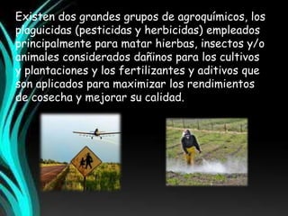Existen dos grandes grupos de agroquímicos, los 
plaguicidas (pesticidas y herbicidas) empleados 
principalmente para matar hierbas, insectos y/o 
animales considerados dañinos para los cultivos 
y plantaciones y los fertilizantes y aditivos que 
son aplicados para maximizar los rendimientos 
de cosecha y mejorar su calidad. 
 